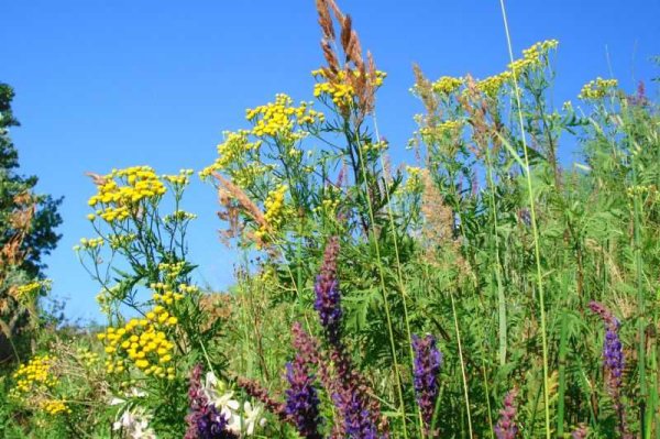 Растения медоносы Кузбасса