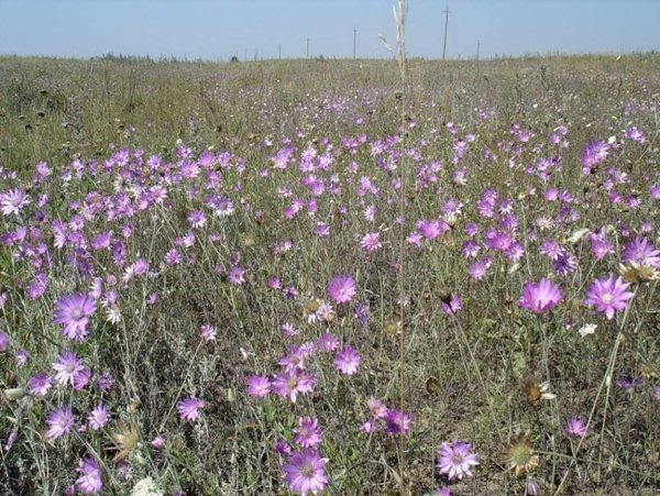 Травы степи Ростовской области