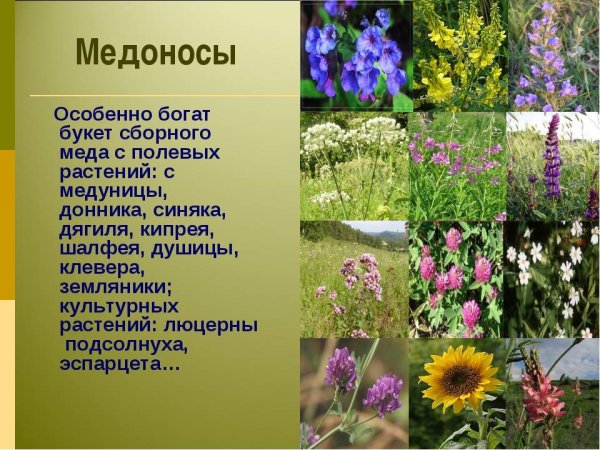 Медоносные растения Башкортостана
