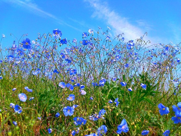 Растения Донской степи