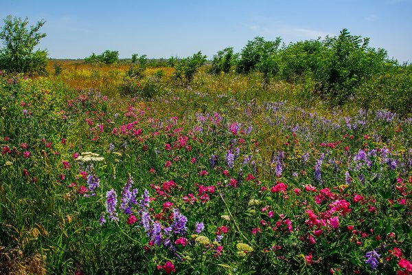 Разнотравье Донской степи
