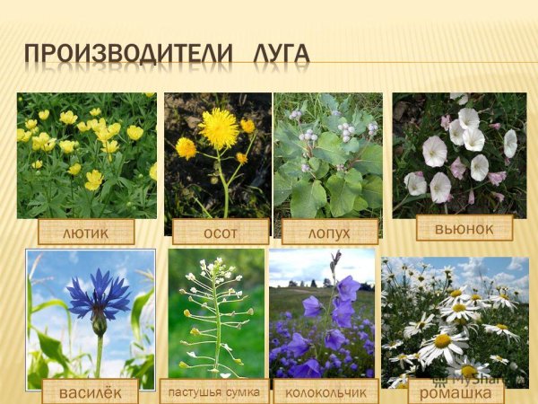 Растения которые растут на лугу