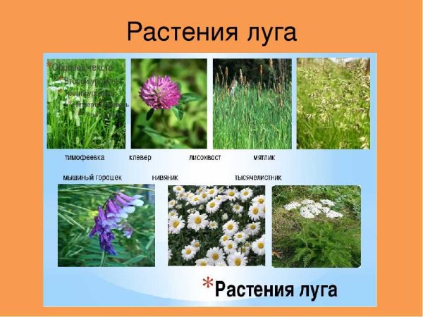 Растения Луга