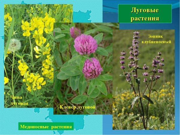 Луговые растения Башкирии