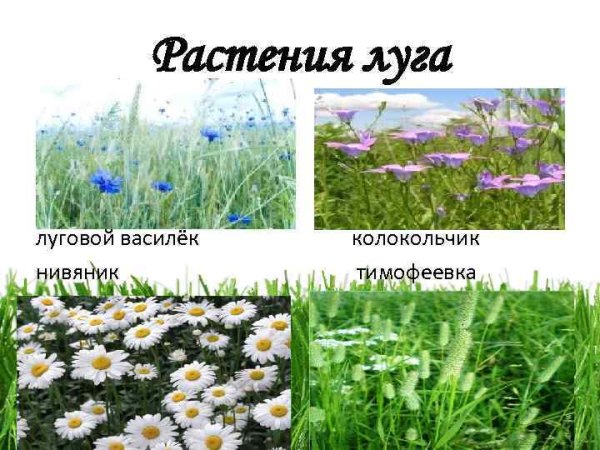 Колокольчик Ромашка Василек