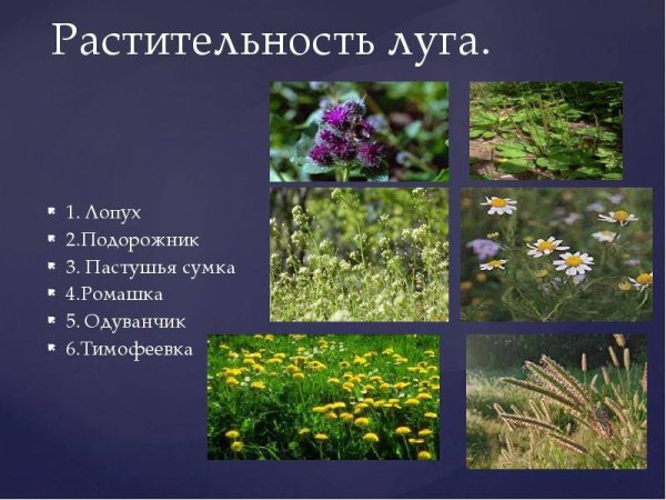 Полевые цветы медоносы