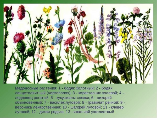 Цветок мятлик мышиный горошек