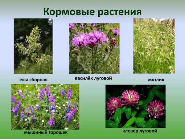 Многолистник Луговой