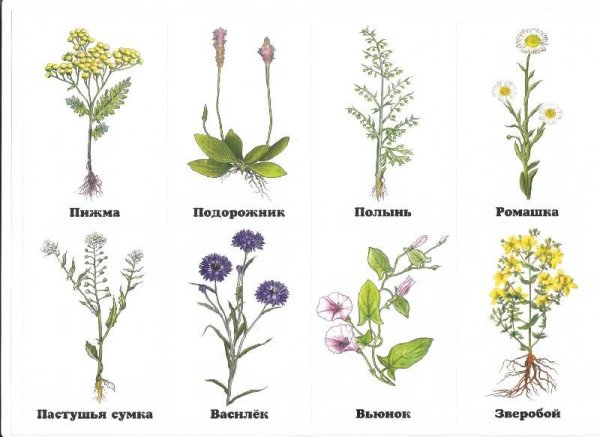 Сорные растения на полях