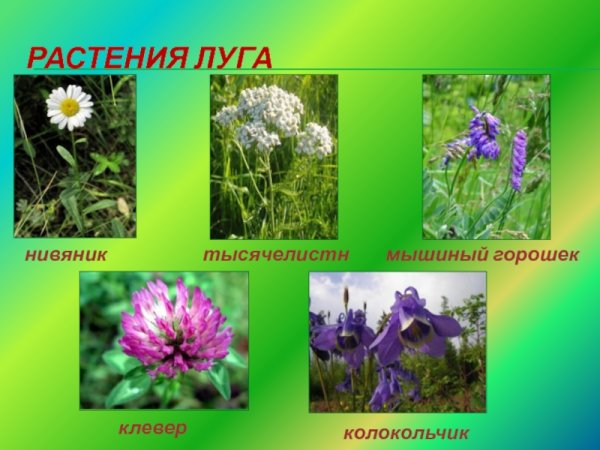 Василек ,Мак, колокольчик,одуванчик