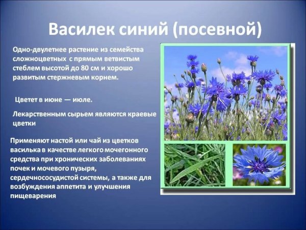 Дикорастущие лекарственные растения