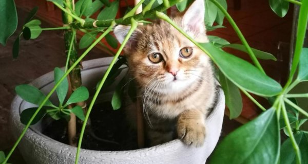 Кошачий цветок комнатный