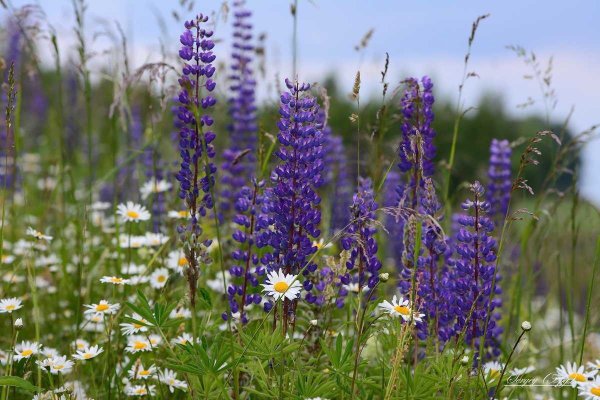 Цветы плакат для детей