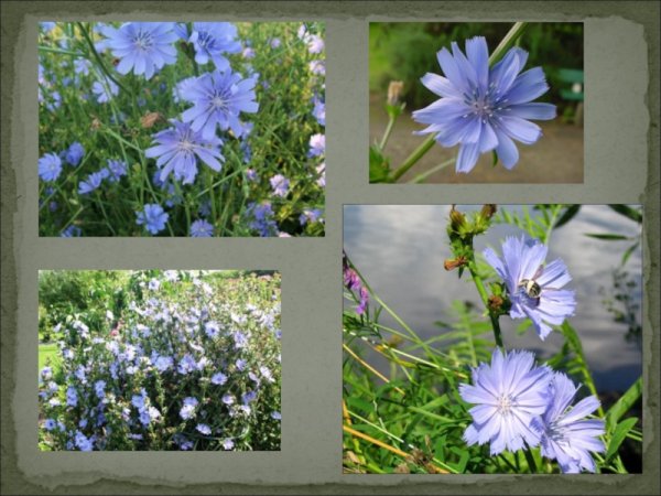 Луговая растительность растения