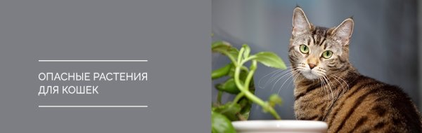 Опасные комнатные растения для кошек