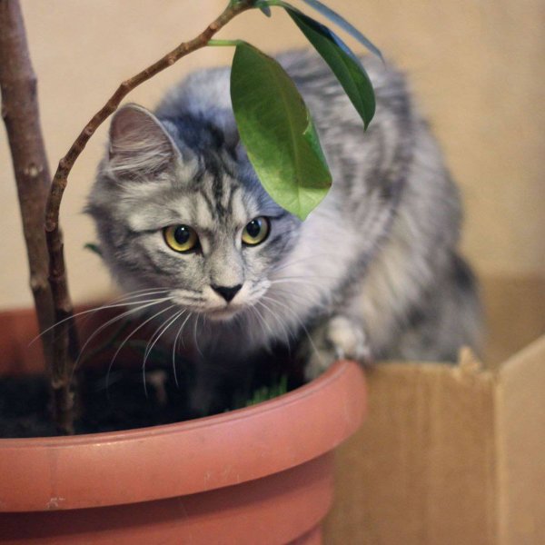 Коты и комнатные растения