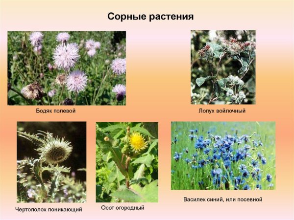 Название полевых цветов