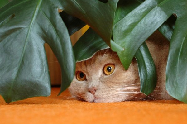 Кошки и комнатные растения