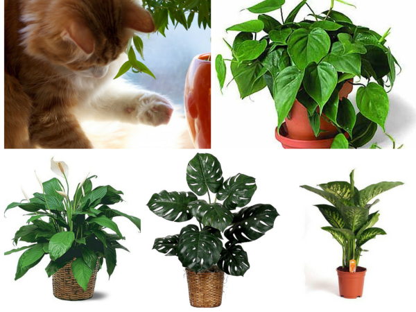 Вредные комнатные растения