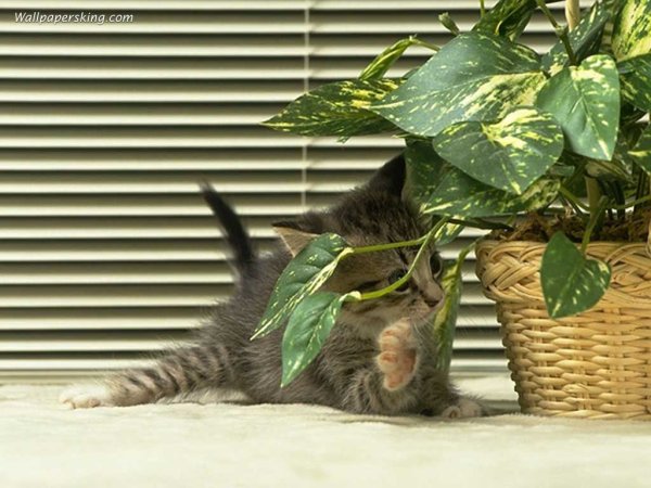 Кошки и домашние цветы