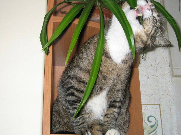 Опасные комнатные растения для кошек