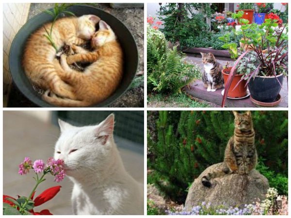 Животные и комнатные растения