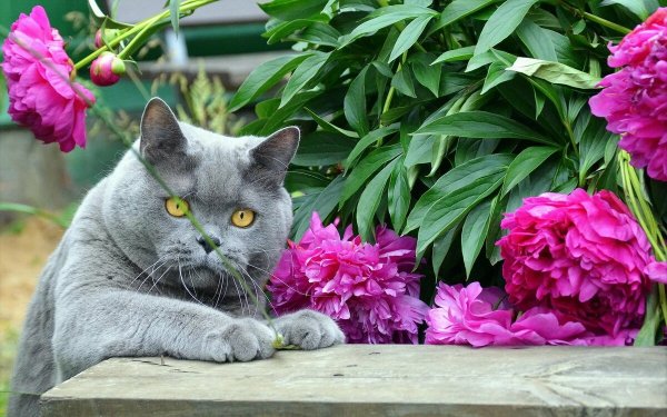 Кошечка в цветах