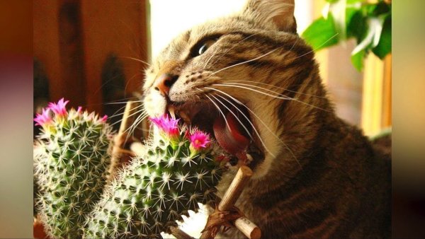 Кошки и комнатные растения