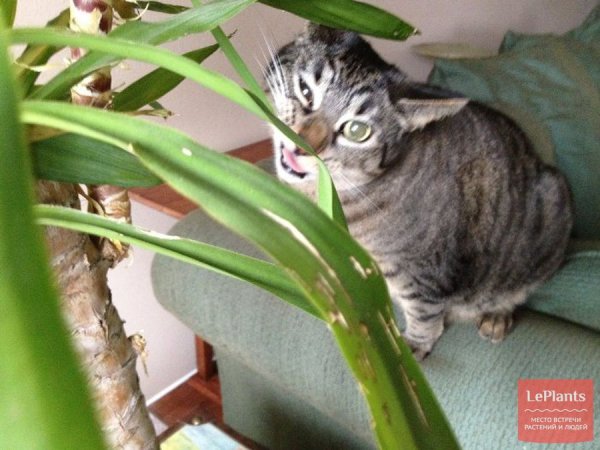 Опасные комнатные растения для кошек