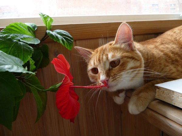 Кошки и комнатные растения