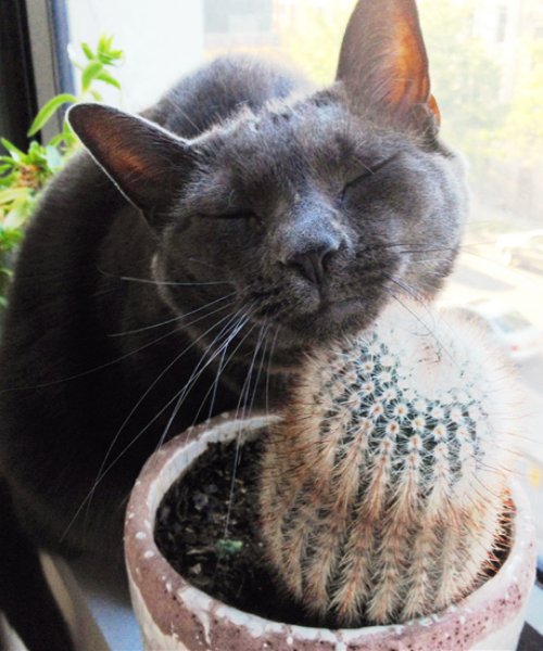 Кот жрет Кактус