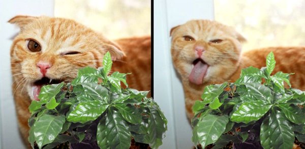 Опасные растения для кошек