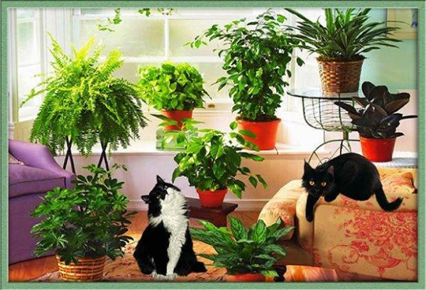 Комнатные растения безопасные для кошек