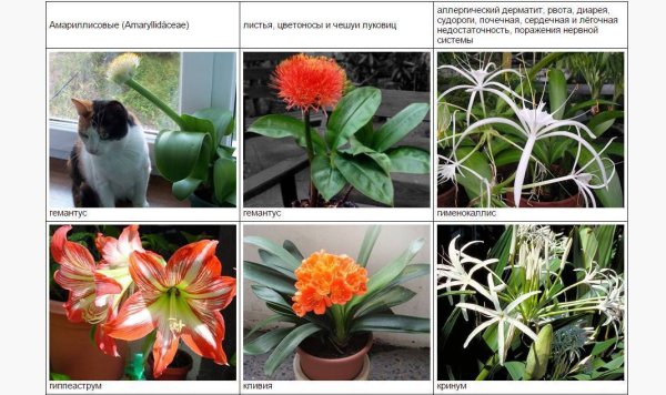 Нецветущие ядовитые комнатные растения