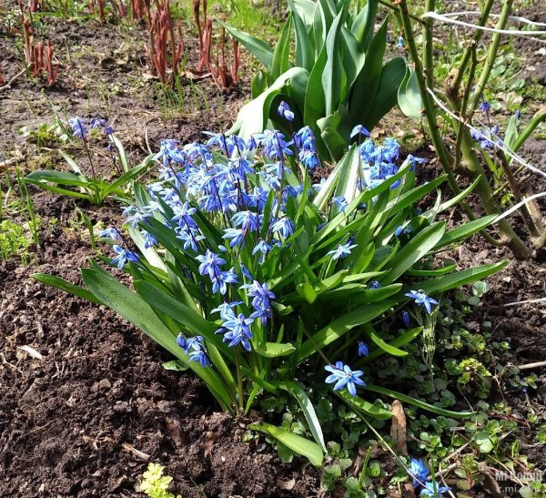 Луковичные многолетники первоцветы