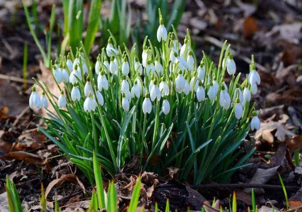 Раннецветущие многолетники