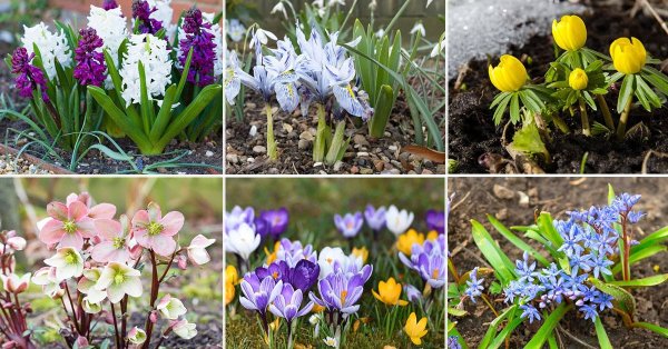 Раннецветущее растение для дачи