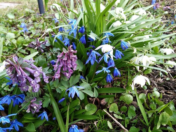 Примула синяя Лесная