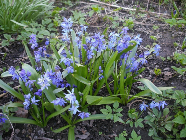 Крокус пролеска колокольчатая