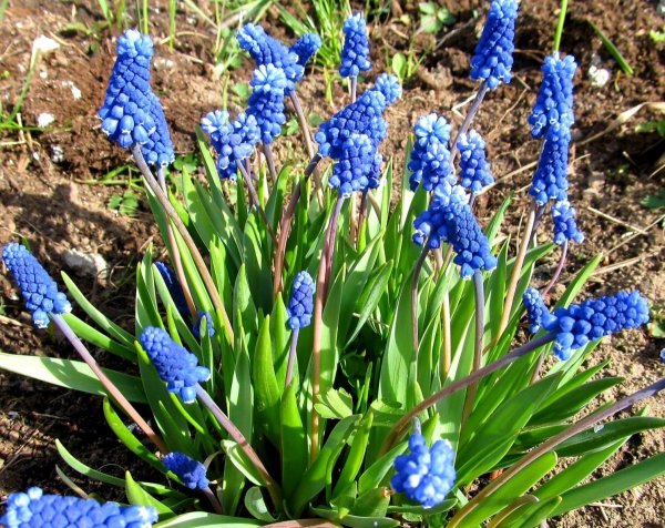 Мышиный гиацинт мускари