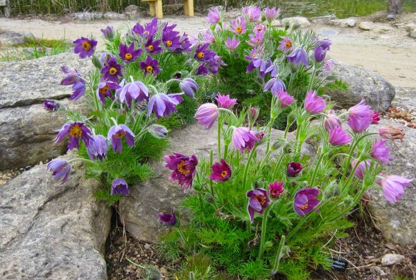 Прострел Розеа