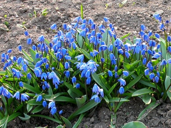 Луковичные первоцветы пролеска