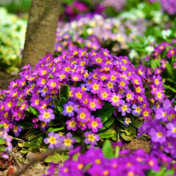 Примула бордюрная