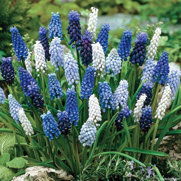 Луковичные цветы мускари