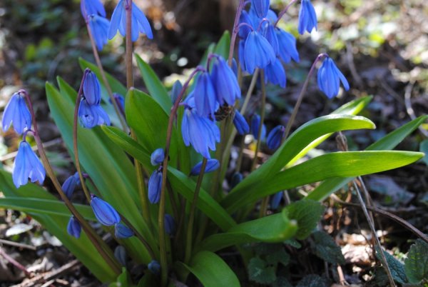 Первоцветы пролески