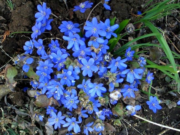 Печеночница синяя махровая