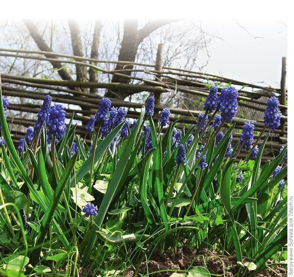 Ранние полевые цветы