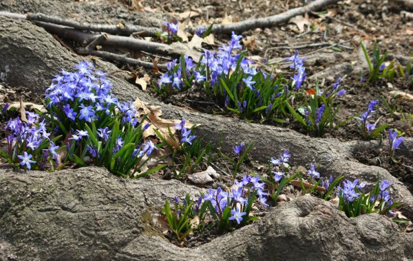 Луковичные первоцветы