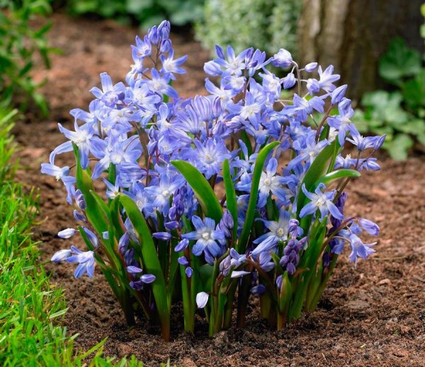 Хионодокса Альба