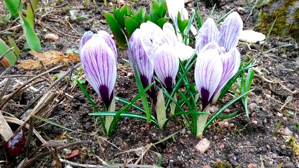 Крокусы многолетние или однолетние цветы